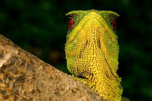 A male O&apos;Shaughnessy&apos;s Dwarf Iguana (Enyalioides oshaughnessyi) can cut an imposing figure. But the animal may be helpless in the face of threats to its cloud forest home, RAEI says.[CCTV.com]