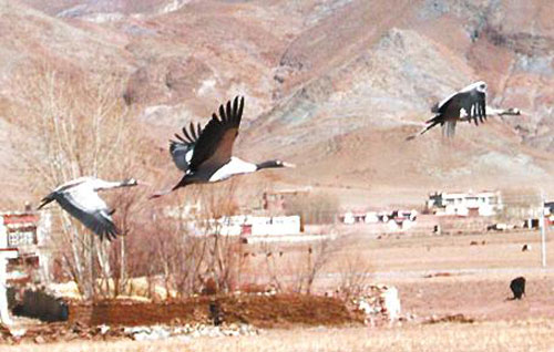 Black-necked cranes spend winter in the Lhalu Wetland, known as the 