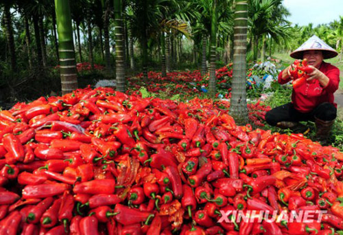 A farmer shows red peppers dumped in Futian village, Tanmen town, in Qionghai, south China&apos;s Hainan Province on Thursday, January 28, 2010. Red peppers have been difficult to sell in the region mainly because of falling demand from neighboring Guangdong and Guangxi provinces. The price plummets to 0.8 yuan per kilogram, below the breakeven price of 1 yuan per kilogram.[Xinhua]