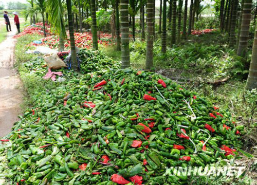 This photo shows peppers dumped in Futian village, Tanmen town, in Qionghai, south China&apos;s Hainan Province on Thursday, January 28, 2010. Red peppers have been difficult to sell in the region mainly because of falling demand from neighboring Guangdong and Guangxi provinces. The price plummets to 0.8 yuan per kilogram, below the breakeven price of 1 yuan per kilogram.[Xinhua]