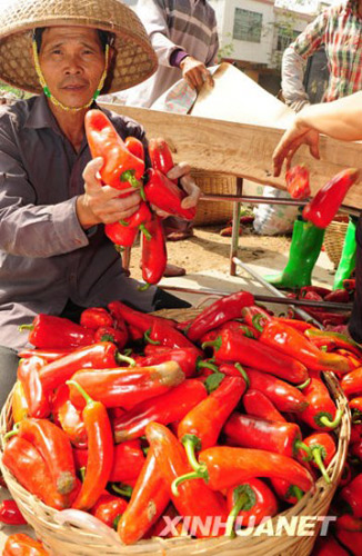 A farmer shows red peppers dumped in Futian village, Tanmen town, in Qionghai, south China&apos;s Hainan Province on Thursday, January 28, 2010. Red peppers have been difficult to sell in the region mainly because of falling demand from neighboring Guangdong and Guangxi provinces. The price plummets to 0.8 yuan per kilogram, below the breakeven price of 1 yuan per kilogram.[Xinhua]