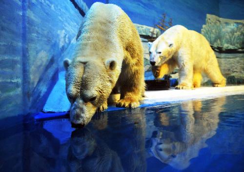 Two polar bears enjoy themselves at the Harbin Polarland in Harbin, capital of northeast China&apos;s Heilongjiang Province, on Jan. 29, 2010, during their first public appearance after two weeks of winter health care. [Xinhua]