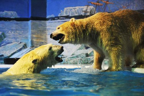 Two polar bears enjoy themselves at the Harbin Polarland in Harbin, capital of northeast China&apos;s Heilongjiang Province, on Jan. 29, 2010, during their first public appearance after two weeks of winter health care. [Xinhua] 