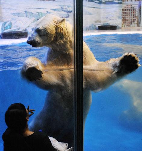 A visitor looks at a polar bear at the Harbin Polarland in Harbin, capital of northeast China&apos;s Heilongjiang Province, on Jan. 29, 2010. Two polar bears here made their first public appearance on Friday after two weeks of winter health care. [Xinhua]