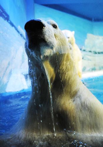 A polar bear enjoys itself at the Harbin Polarland in Harbin, capital of northeast China&apos;s Heilongjiang Province, on Jan. 29, 2010, during its first public appearance after two weeks of winter health care. [Xinhua]