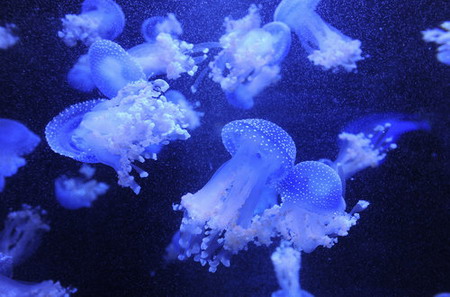 Jellyfishes are seen in the new Nanjing aquarium, January 28, 2010. [CFP] 