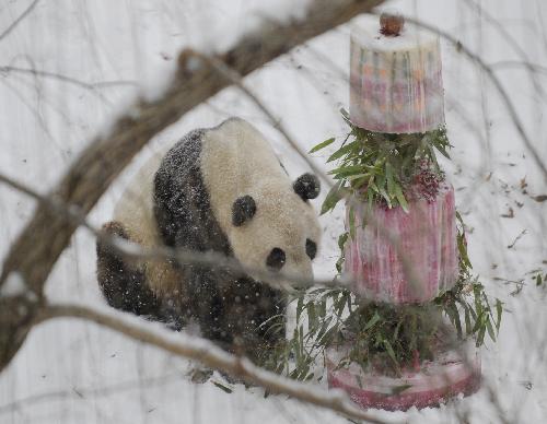 Giant panda Tai Shan enjoys a cake during a farewell party at the National Zoo in Washington D.C., the United States, Jan. 30, 2010. Hundreds of fans braved heavy snowfall Saturday to express goodbye to Tai Shan. 