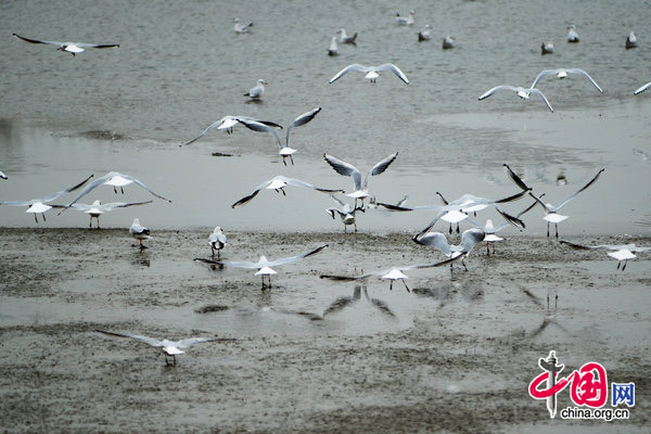 Black-headed gull fly above the Hongze Lake in east China&apos;s Jangsu Province, January 20, 2010. The wetlands in the east of Hongze Lake has become a paradise for migratory bird. [CFP]
