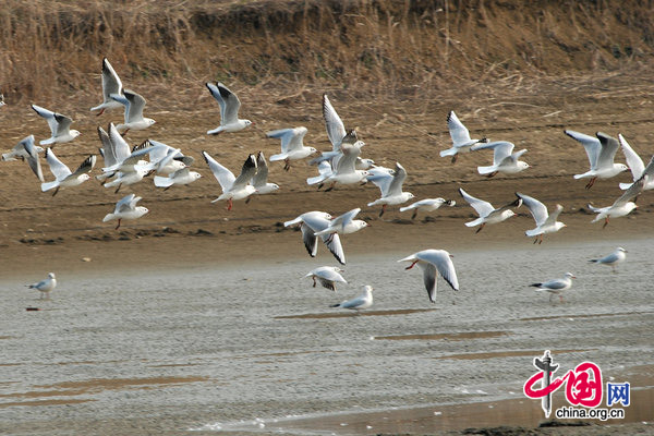 Black-headed gull fly above the Hongze Lake in east China&apos;s Jangsu Province, January 20, 2010. The wetlands in the east of Hongze Lake has become a paradise for migratory bird. [CFP]