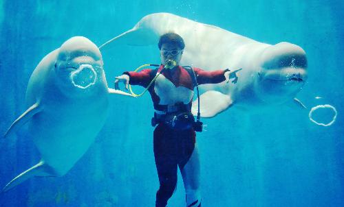 Two white whales blow heart-shaped bubbles in the water at the Harbin Polarland in Harbin, capital of northeast China&apos;s Heilongjiang Province, Feb. 2, 2010. The white whales in the Polarland gained the skills as a new year gift for visitors after one-year of training. [Xinhua]