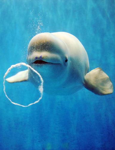 A white whale blows a bubble in the water at the Harbin Polarland in Harbin, capital of northeast China&apos;s Heilongjiang Province, Feb. 2, 2010. The white whales in the Polarland gained the skills as a new year gift for visitors after one-year of training. [Xinhua]