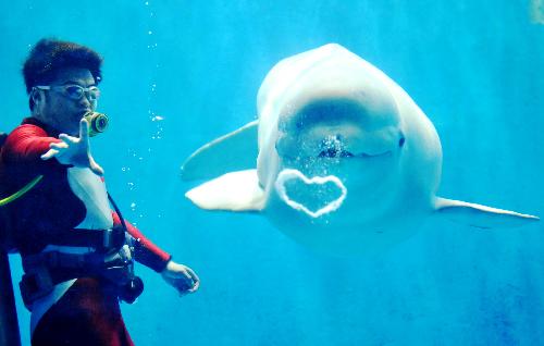 A white whale blows a bubble in the water at the Harbin Polarland in Harbin, capital of northeast China&apos;s Heilongjiang Province, Feb. 2, 2010. The white whales in the Polarland gained the skills as a new year gift for visitors after one-year of training. [Xinhua]