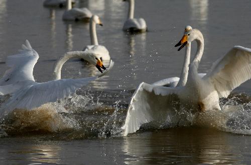 Whooper swans frolic at the Yellow River wetland in Pinglu County, north China's Shanxi Province, Feb. 1, 2010. 