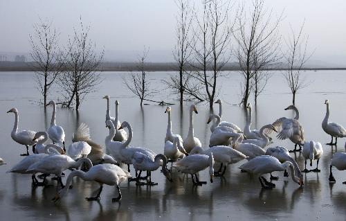 Resting whooper swans are seen at the Yellow River wetland in Pinglu County, north China's Shanxi Province, Feb. 1, 2010.