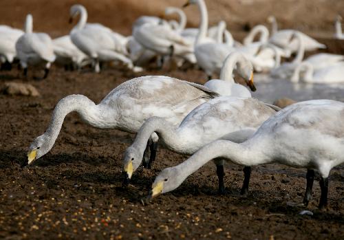 Whooper swans forage for food at the Yellow River wetland in Pinglu County, north China's Shanxi Province, Feb. 1, 2010.
