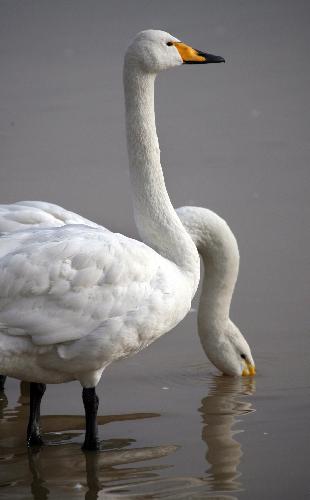 Resting whooper swans are seen at the Yellow River wetland in Pinglu County, north China's Shanxi Province, Feb. 1, 2010.