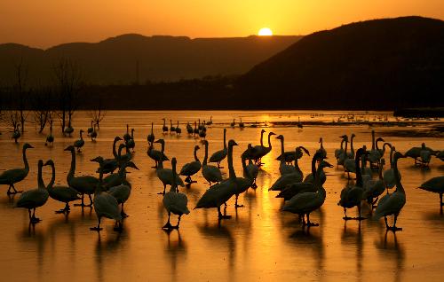 Resting whooper swans are seen at the Yellow River wetland in Pinglu County, north China's Shanxi Province, Feb. 1, 2010.