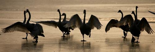 Resting whooper swans flutter at the Yellow River wetland in Pinglu County, north China&apos;s Shanxi Province, Feb. 1, 2010. The World Wetlands Day 2010 is celebrated on Feb. 2.