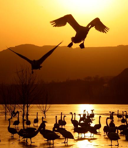 Resting whooper swans are seen at the Yellow River wetland in Pinglu County, north China&apos;s Shanxi Province, Feb. 1, 2010.(Xinhua/Xue Jun)