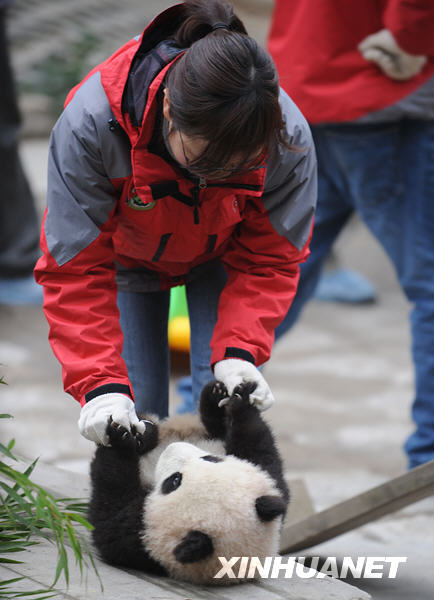 A giant panda cub plays with a staff member in the Wolong National Nature Reserve in southwest China&apos;s Sichuan Province, Feb. 3, 2010. [Xinhua]