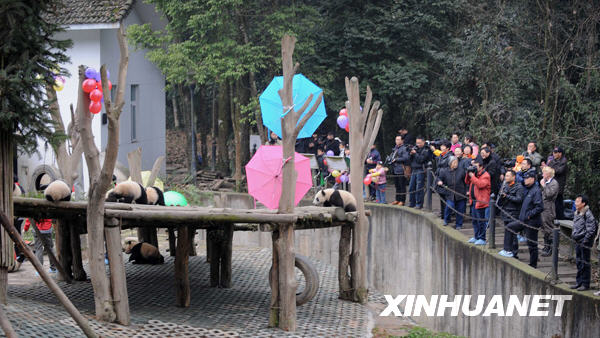 Visitors and journalists look at the giant panda cubs in the Wolong National Nature Reserve in southwest China&apos;s Sichuan Province, Feb. 3, 2010. [Xinhua]