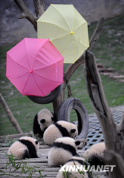 Giant panda cubs rest in the Wolong National Nature Reserve in southwest China&apos;s Sichuan Province, Feb. 3, 2010. [Xinhua]