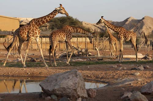 Giraffes eat grass at the Al Ain Zoo February 2, 2010.[Xinhua/Reuters]