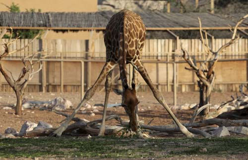 A giraffe eats grass at the Al Ain Zoo February 2, 2010.[Xinhua/Reuters]