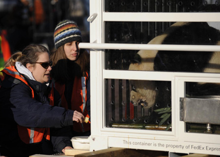 Trainers feed giant panda Tai Shan as he waits to be loaded onto a cargo plane and shipped back to China, Thursday, Feb. 4, 2010, at the National Zoo in Washington.[Xinhua] 