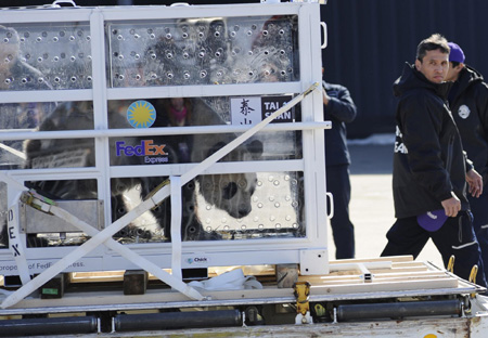 Tai Shan, the giant panda from Washington, rides in his crate to be loaded onto a cargo plane and shipped back to China, Thursday, Feb. 4, 2010, at Dulles International Airport in Chantilly, Virginia. [Xinhua] 