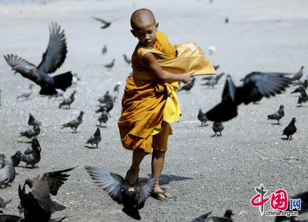 A young monk plays with pigeons at sanam luang thursday, feb. 4, 2010, in bangkok, thailand. bangkok authorities have closed the parade grounds near the royal palace for renovation and are planning to capture and relocate the park&apos;s pigeons. [CFP]