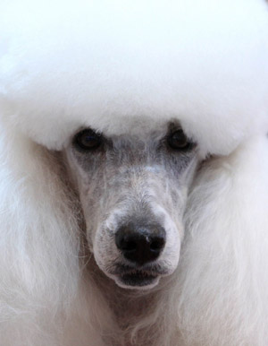 A poodle is pictured after its coat was cut and styled during a presentation at the Hund 2010 dog exhibition in the town of Winterthur north of Zurich February 5, 2010. [Xinhua/Reuters]