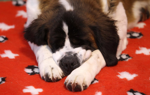 A Swiss Saint Bernard dog sleeps on a rug at the Hund 2010 dog exhibition in the town of Winterthur north of Zurich February 5, 2010.[Xinhua/Reuters] 