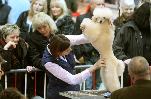 A poodle has its coat trimmed and styled during a presentation at the Hund 2010 dog exhibition in the town of Winterthur north of Zurich February 5, 2010. [Xinhua/Reuters]