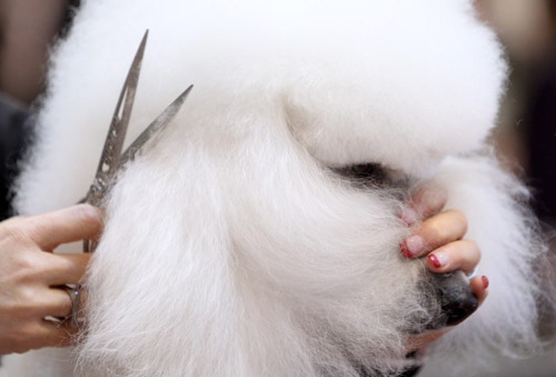 A poodle has its coat trimmed and styled during a presentation at the Hund 2010 dog exhibition in the town of Winterthur north of Zurich February 5, 2010. [Xinhua/Reuters]