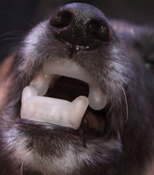 An eight year-old Belgium shepherd dog wears anti-bite protection on its teeth during a presentation at the Hund 2010, dog exhibition in the town of Winterthur north of Zurich February 5, 2010. [Xinhua/Reuters] 