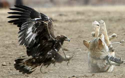 golden eagle attacks wolf