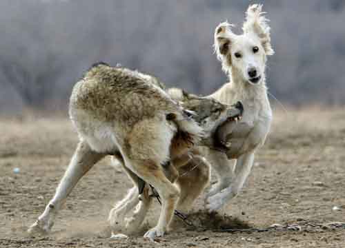  A chained wolf bites a Kyrgyz wolfhound during the Kyrgyz traditional Hunters&apos; Festival Salburun, near the town of Cholpon-Ata some 250 km (155 miles) east from the capital Bishkek February 7, 2010. [Xinhua/Reuters]