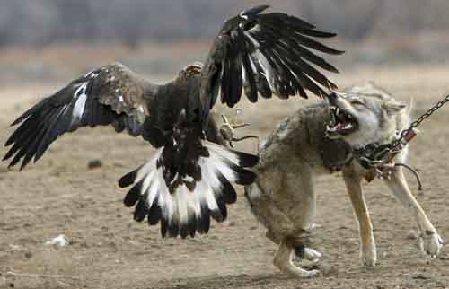 A hunting eagle attacks a chained wolf during the Kyrgyz traditional Hunters&apos; Festival Salburun, near the town of Cholpon-Ata, some 250 km (155 miles) east from the capital Bishkek February 7, 2010. [Xinhua/Reuters]