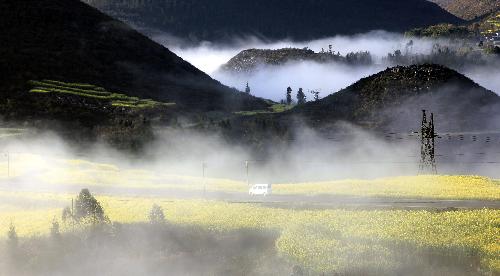 Photo taken on Feb. 5, 2010 shows the rape field in Luoping County, southwest China's Yunnan Province. (Xinhua/Mao Hong) 