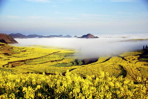  Photo taken on Feb. 5, 2010 shows the rape field in Luoping County, southwest China's Yunnan Province. (Xinhua/Mao Hong) 