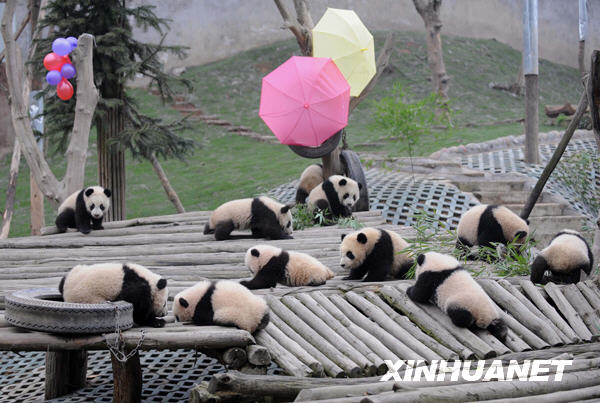 Giant panda cubs rest in the Wolong National Nature Reserve in southwest China's Sichuan Province, Feb. 3, 2010. [Xinhua]