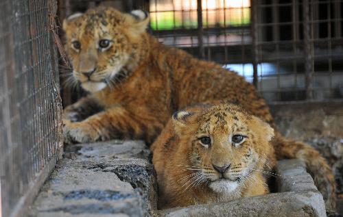 Two tiger-lion cubs are seen in the tropical wildlife park in Haikou, capital of China's southernmost Province of Hainan, Feb. 9, 2010. (Xinhua