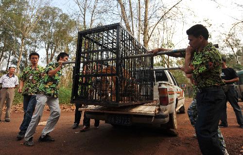 Staffers separate the two lion-tiger cubs from their father tiger Guoguo in the tropical wildlife park in Haikou, capital of China's southernmost Province of Hainan, Feb. 9, 2010. (Xinhua/