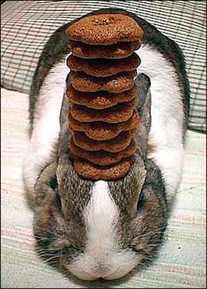 A rabbit named Oolong is famous on the internet for its stunt of balancing objects on its head. Oolong is owned by a Japanese photographer who discovered its amazing stunt and trained the rabbit to balance multiple things on its head, including tea cups, bread, fruit, pancakes and even a rabbbit skull. [CRI]