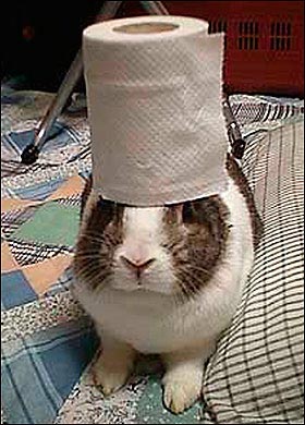 A rabbit named Oolong is famous on the internet for its stunt of balancing objects on its head. Oolong is owned by a Japanese photographer who discovered its amazing stunt and trained the rabbit to balance multiple things on its head, including tea cups, bread, fruit, pancakes and even a rabbbit skull. [CRI]