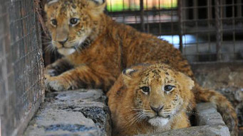 Rare tiger-lion cubs survive