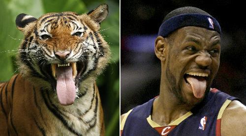 Whose tongue longer? The tiger or LeBron James from Cleveland Cavaliers of NBA? The Chinese Year of Tiger is coming. Always a symbol of majesty and courage, the Chinese people have honored the tiger as &apos;King of All Beasts&apos; since ancient times.[Xinhua File Photo] 