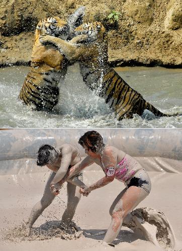 Tigers fighting in water vs girls wrestling in mud [Xinhua File Photo]