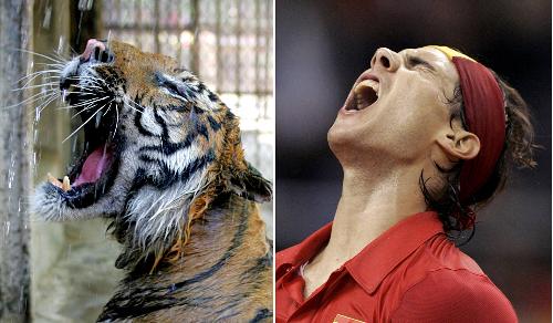 Roaring tiger vs yelling Spanish tennis player Rafael Nadal [Xinhua File Photo] 